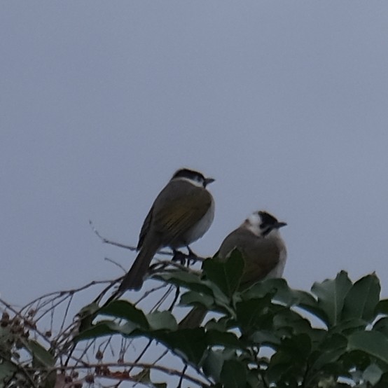 Tayvan Arapbülbülü - ML646340970