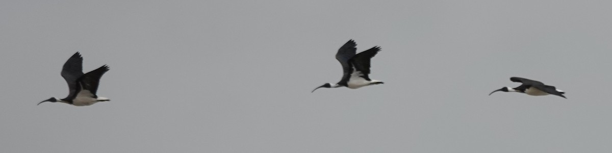 Yakalı Kutsal Aynak - ML646340971