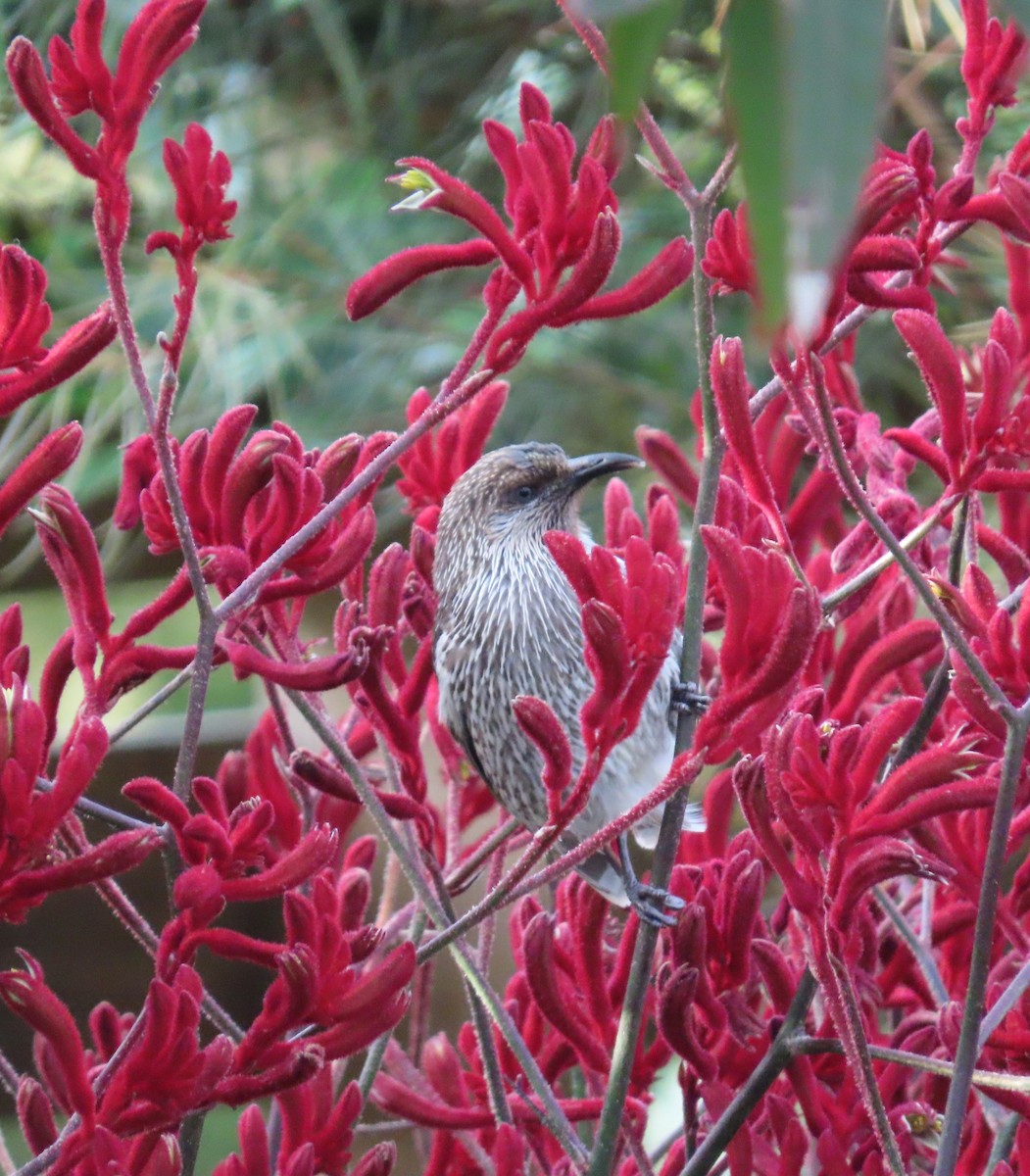 Kızıl Kanatlı Balkuşu - ML646340972