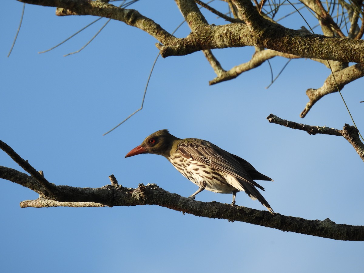 Zeytin Sırtlı Sarıasma - ML646340973