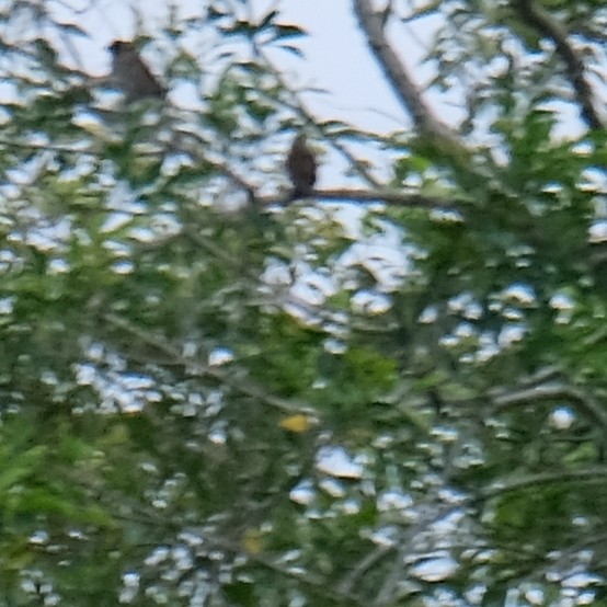 Pullu Munya - ML646340974