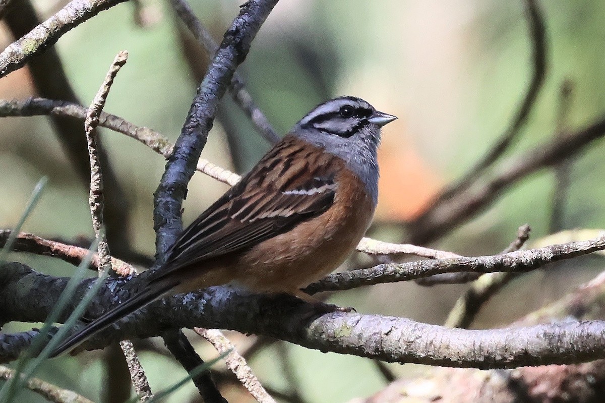 Kaya Çintesi - ML646340975