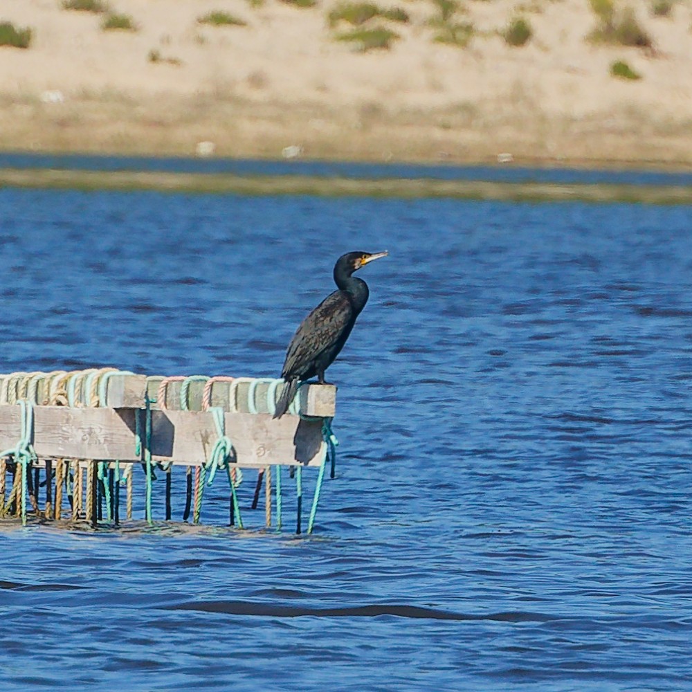 Karabatak - ML646340976