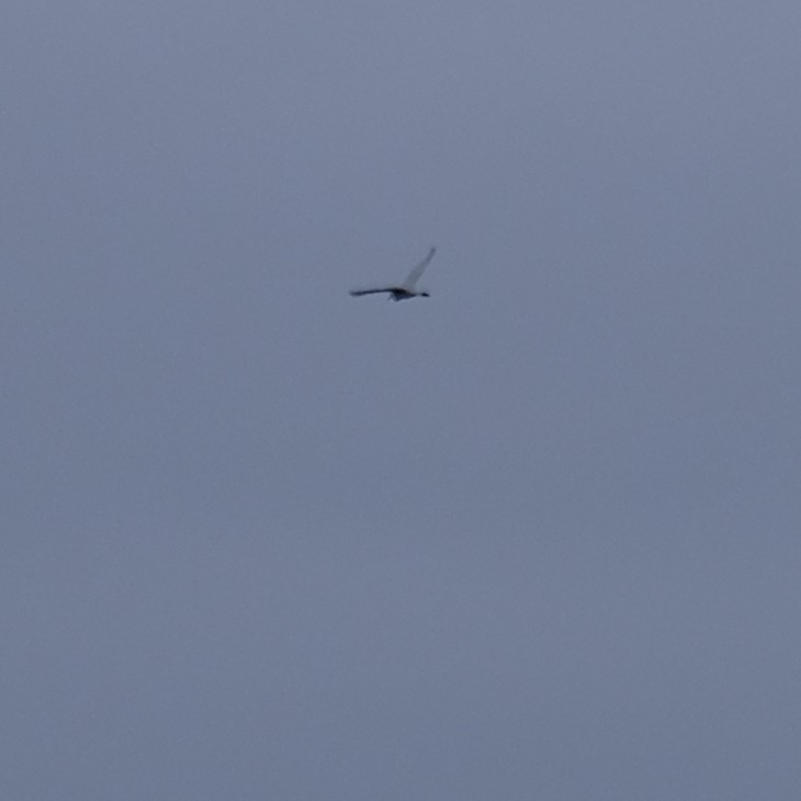 Doğulu Sığır Balıkçılı - ML646340978