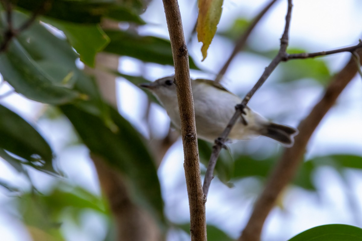 Yeşil Sırtlı Gerigon - ML646340980