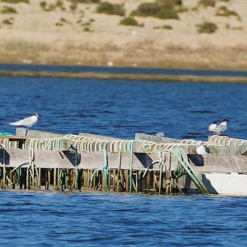 Sandwich Tern - ML646340984