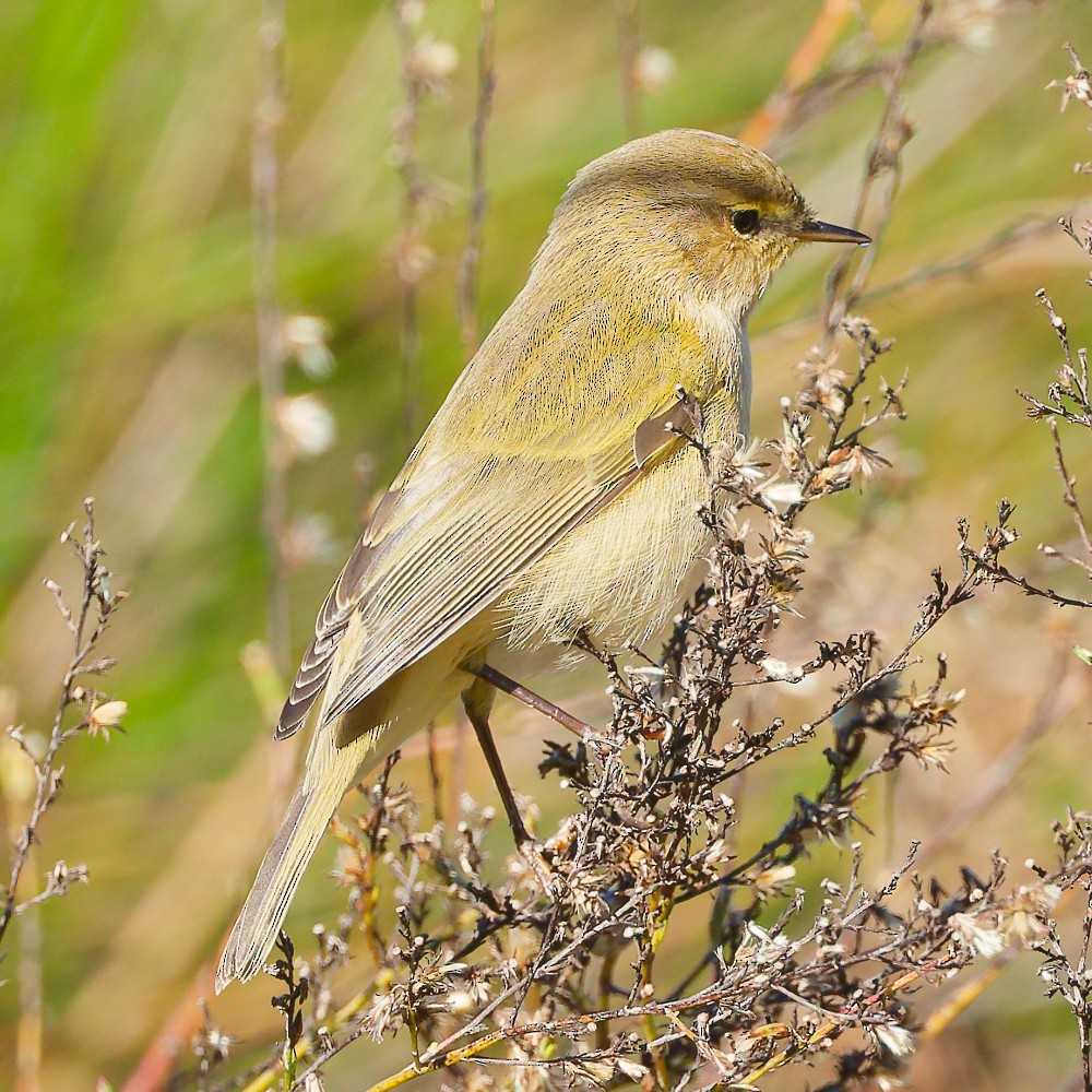 Common Chiffchaff - ML646340986