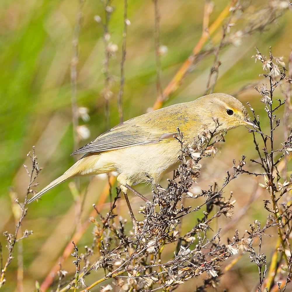 Common Chiffchaff - ML646340987