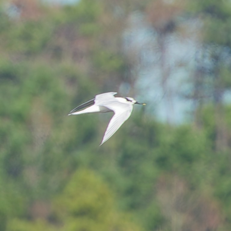 Sandwich Tern - ML646340990
