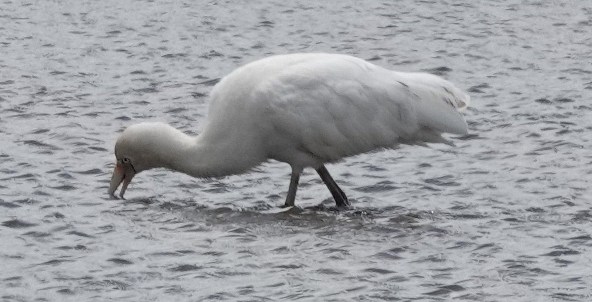 Yellow-billed Spoonbill - ML646340991