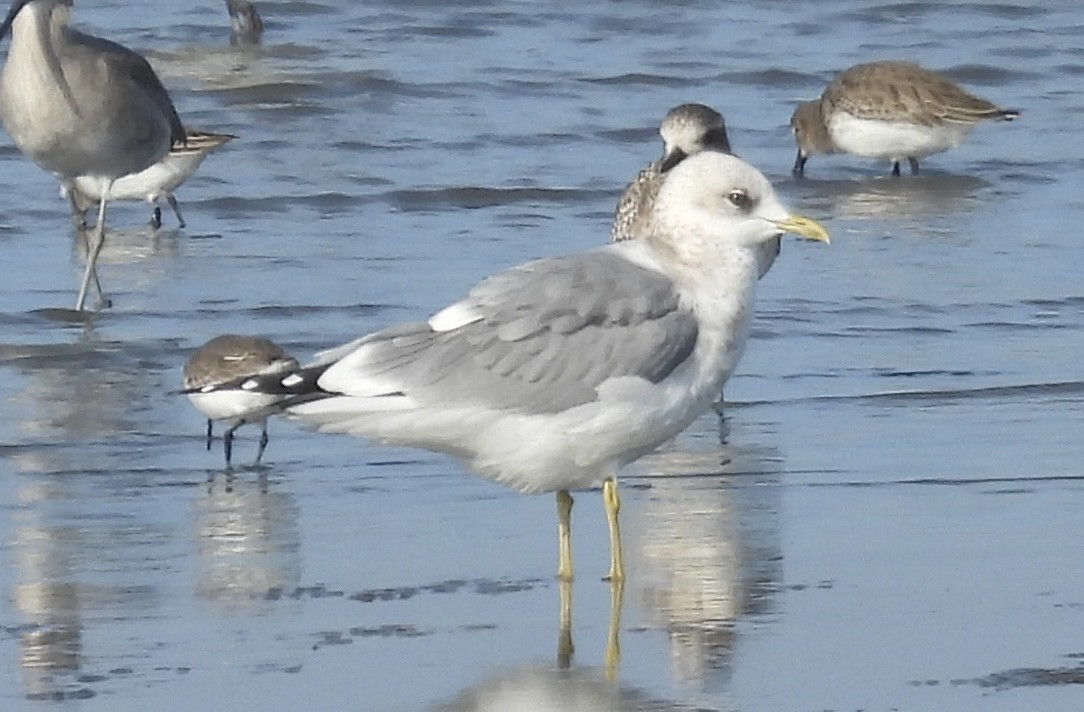 Short-billed Gull - ML646340992