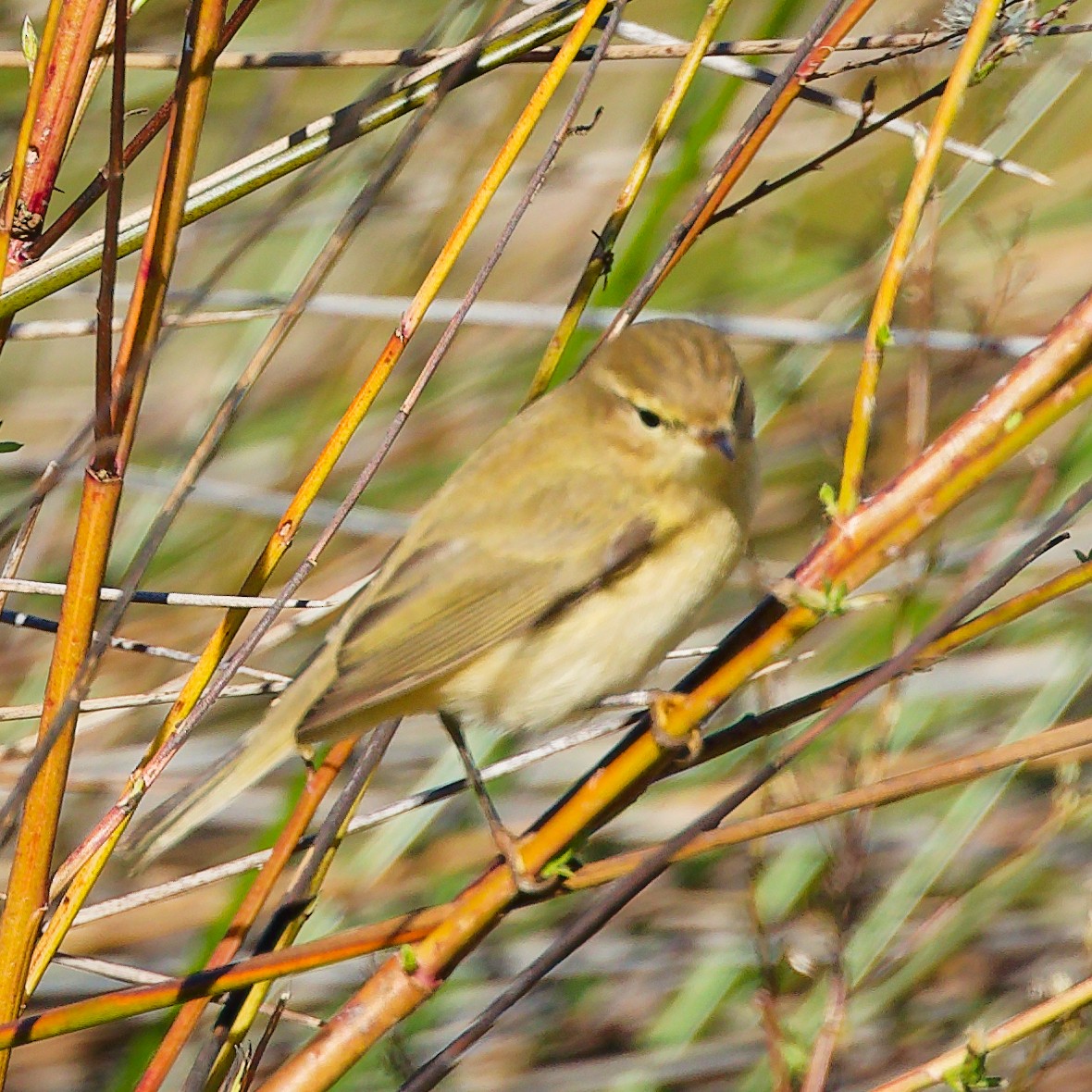 Common Chiffchaff - ML646340993