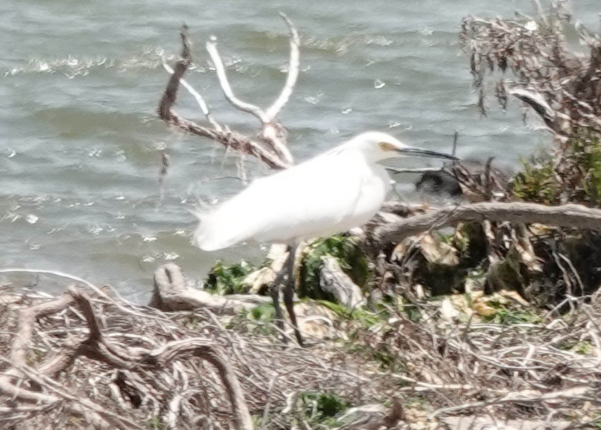 Little Egret - ML646340995