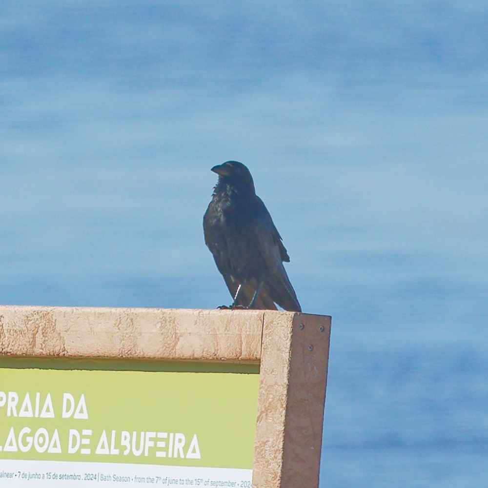 Carrion Crow - ML646340997