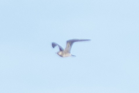 Parasitic Jaeger - ML646340999