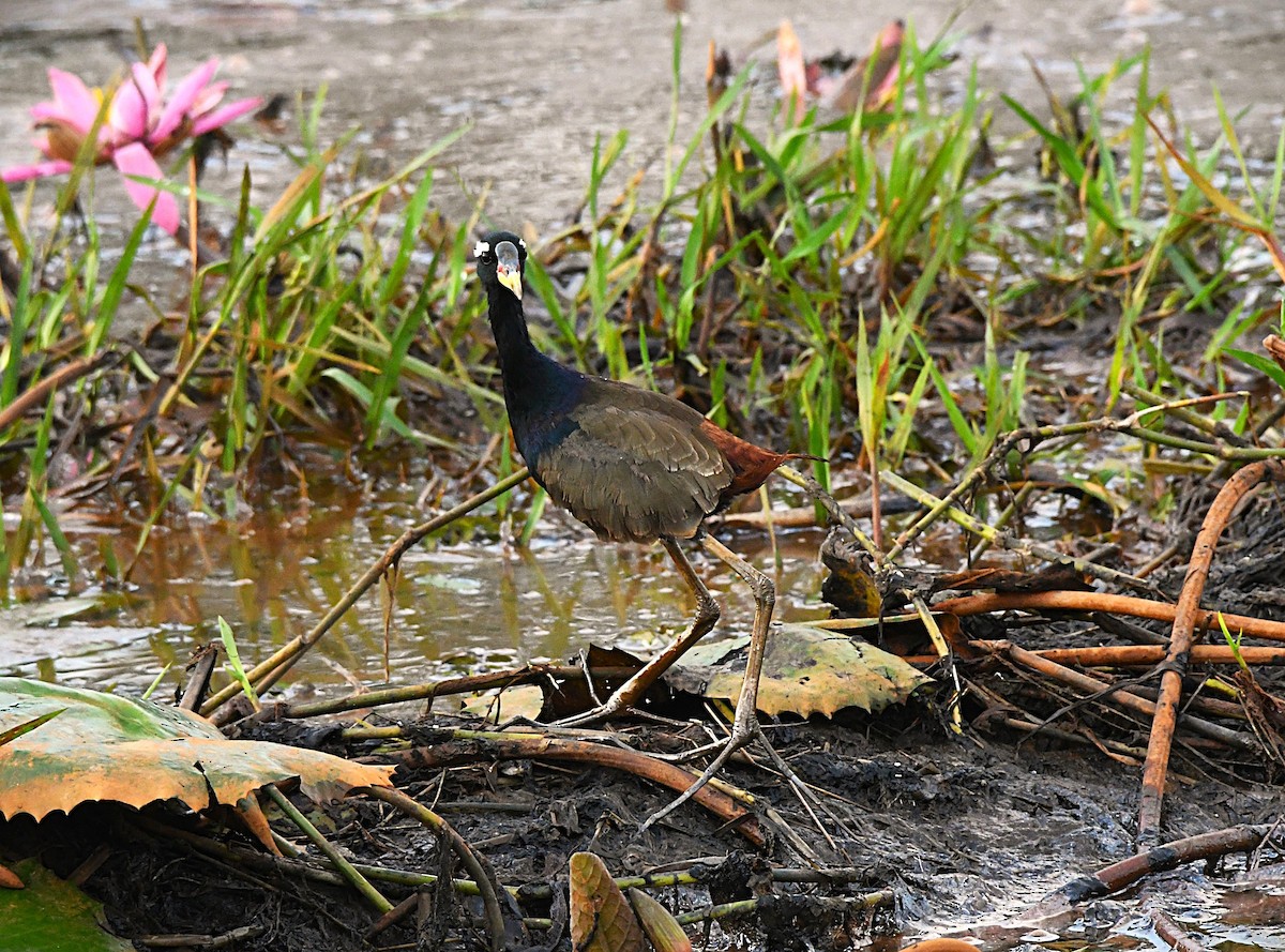 Bronze-winged Jacana - ML646341000