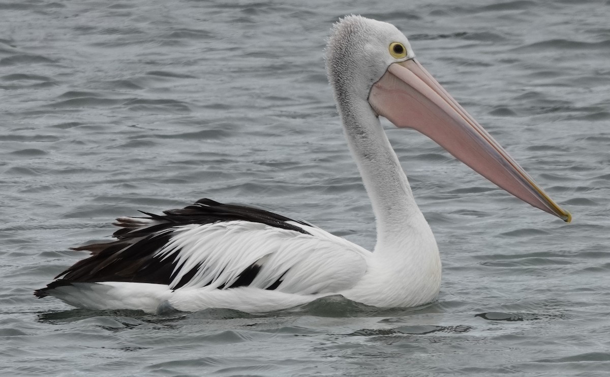 Australian Pelican - ML646341002