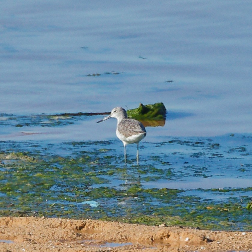 Common Greenshank - ML646341004