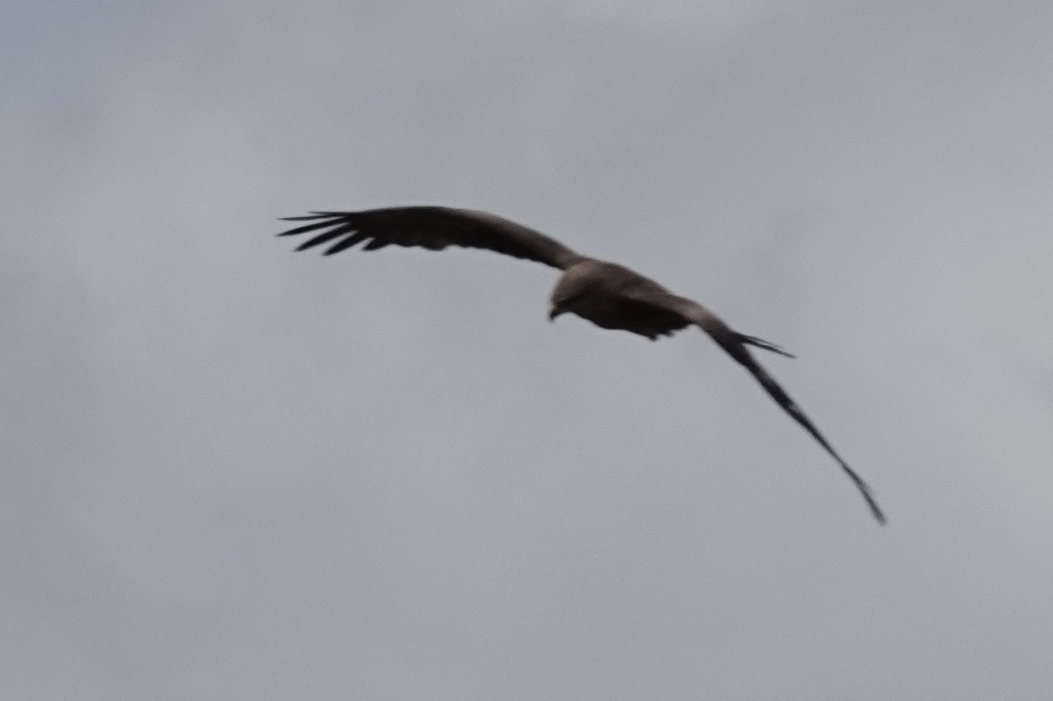 Black Kite - ML646341010