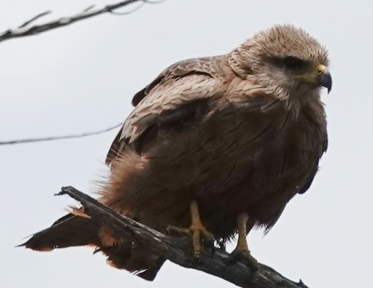 Black Kite - ML646341011