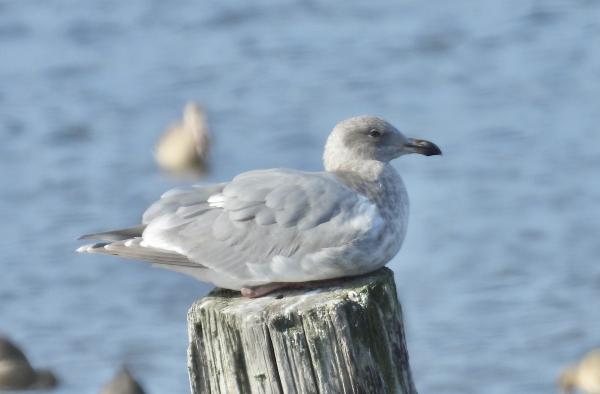 Glaucous-winged Gull - ML646341012