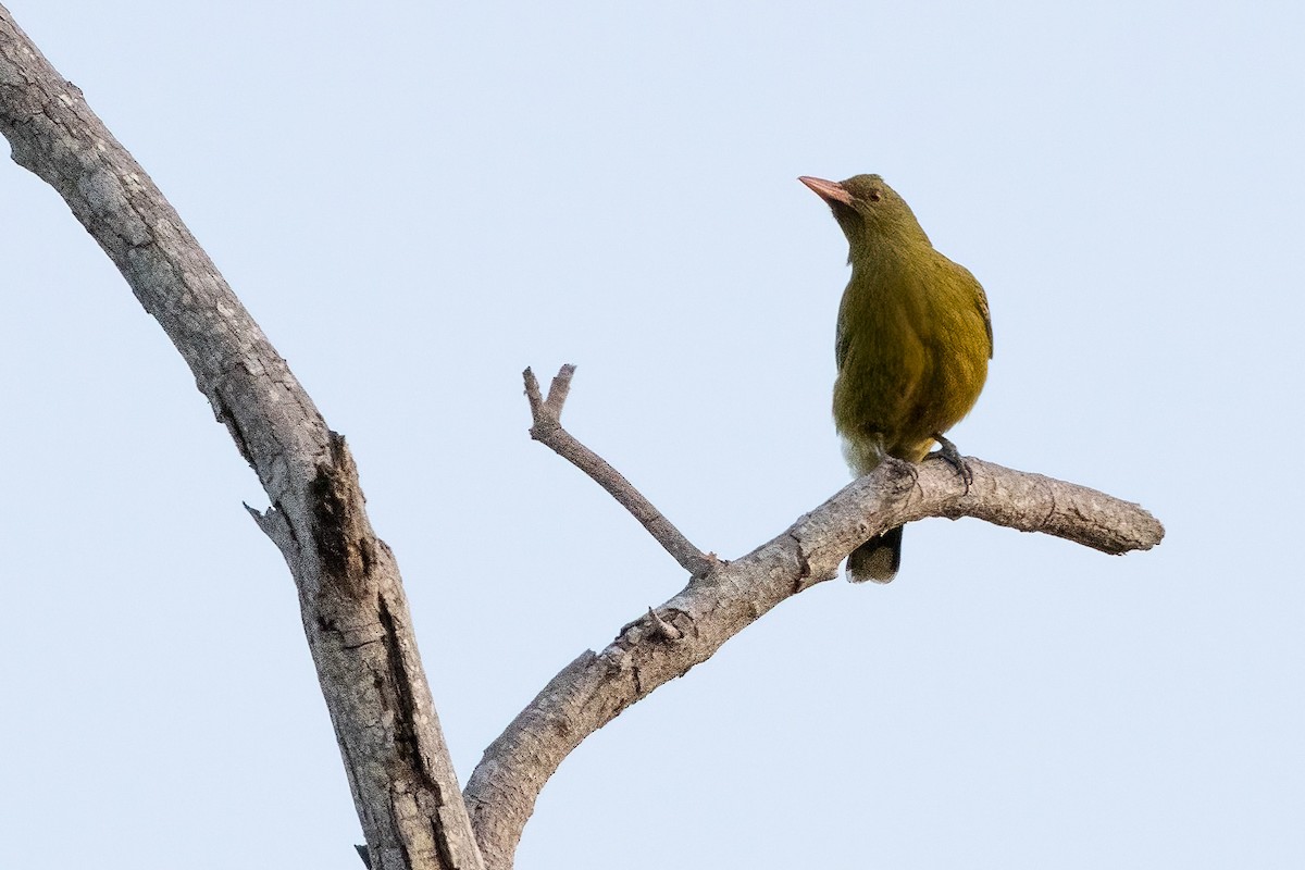 Green Oriole - ML646341013