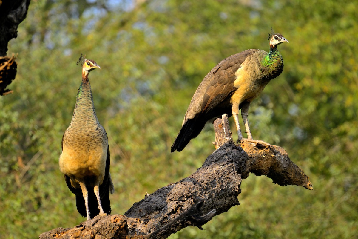 Indian Peafowl - ML646341018