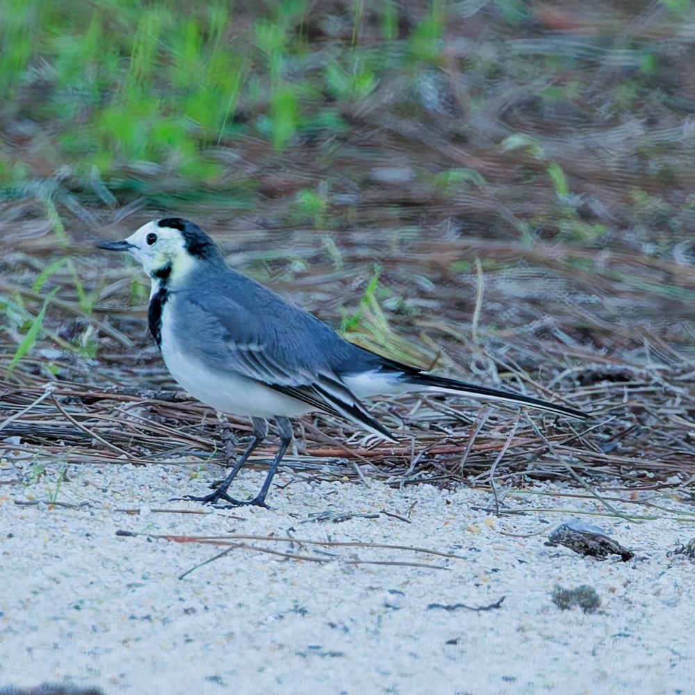 White Wagtail - ML646341023