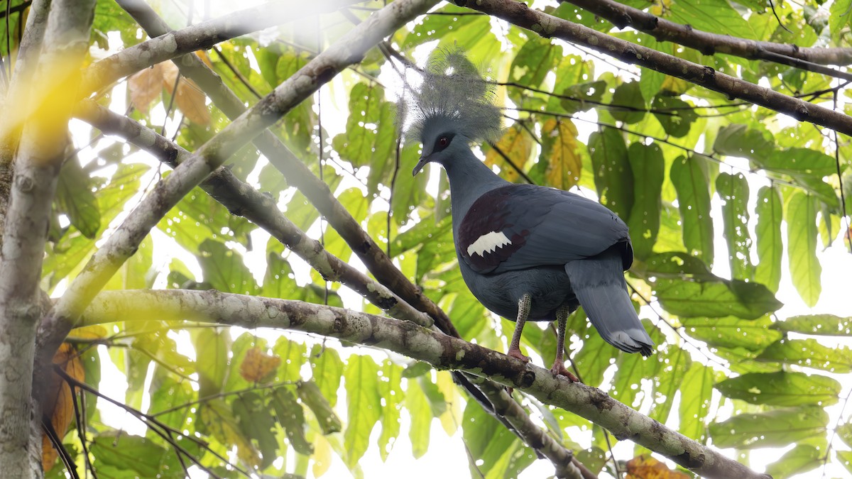 Western Crowned-Pigeon - ML646341028