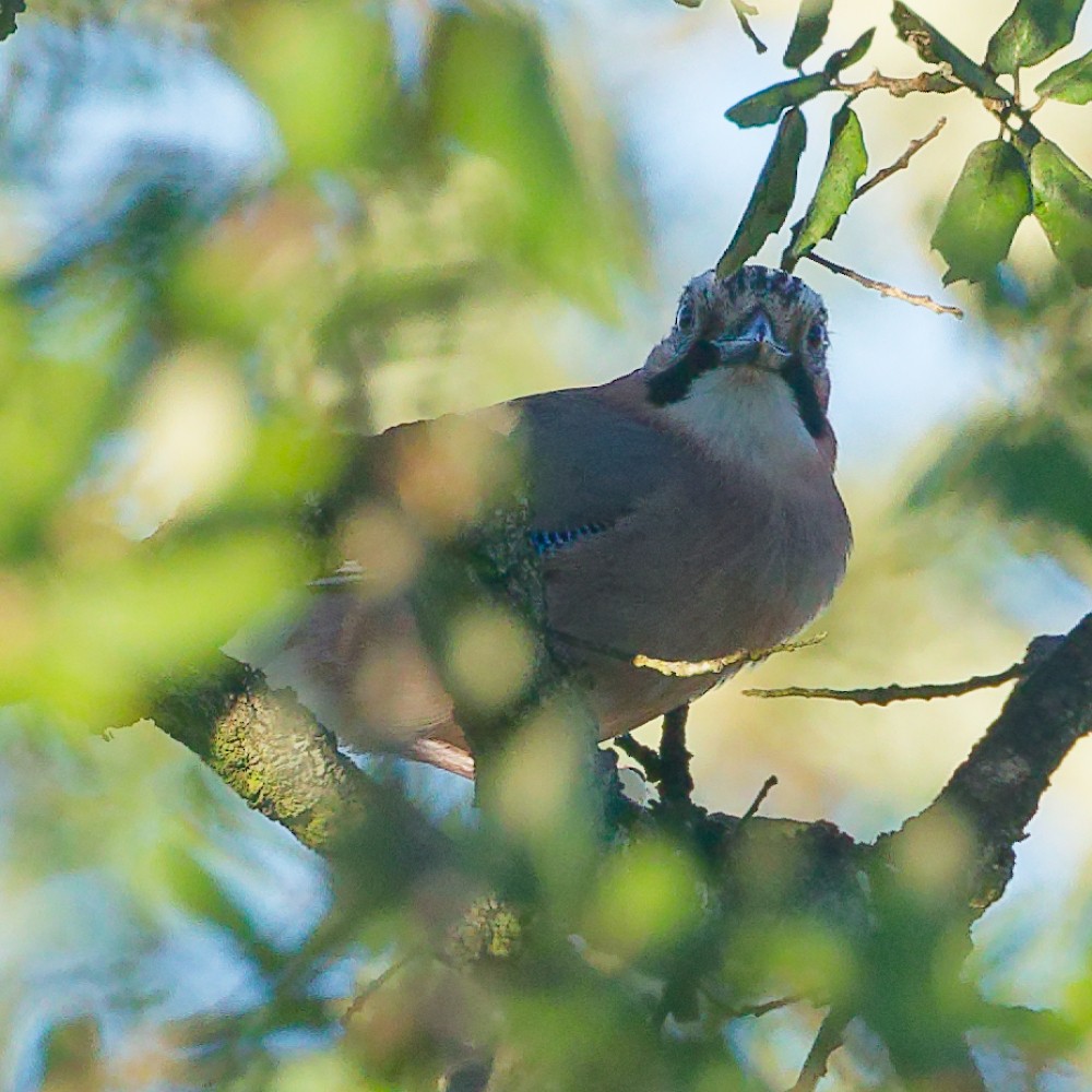 Eurasian Jay - ML646341030