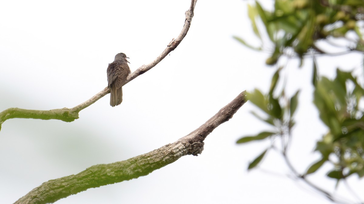 Sahul Brush Cuckoo - ML646341031