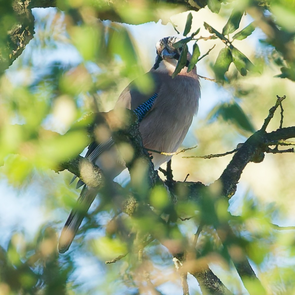 Eurasian Jay - ML646341034
