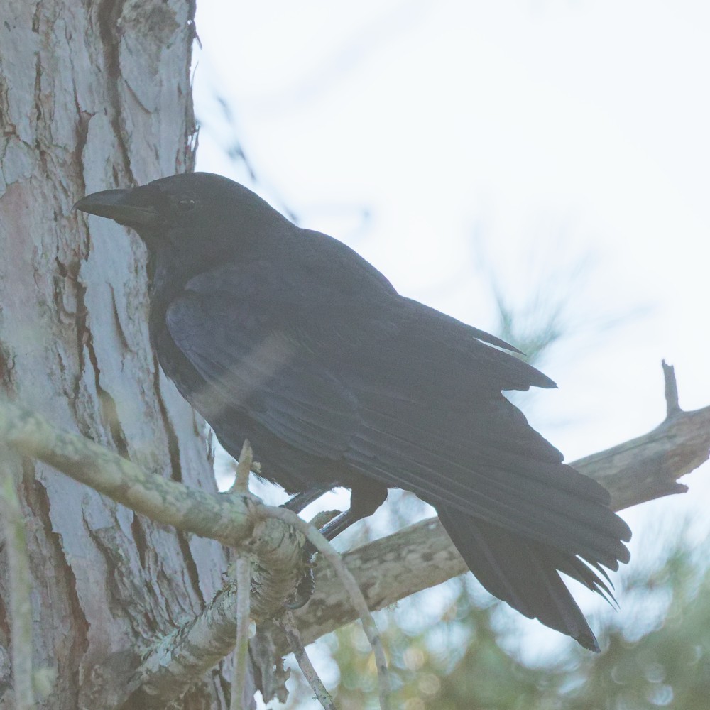 Carrion Crow - ML646341035