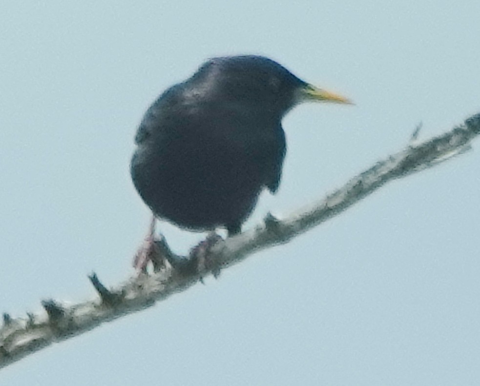 European Starling - ML646341036