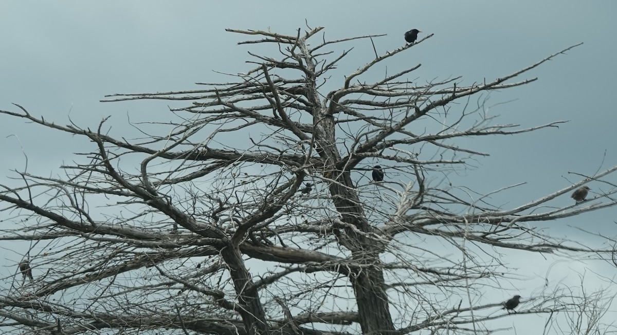 European Starling - ML646341037