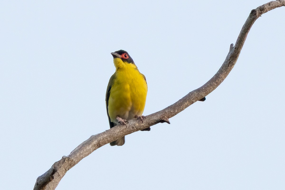 Australasian Figbird - ML646341039