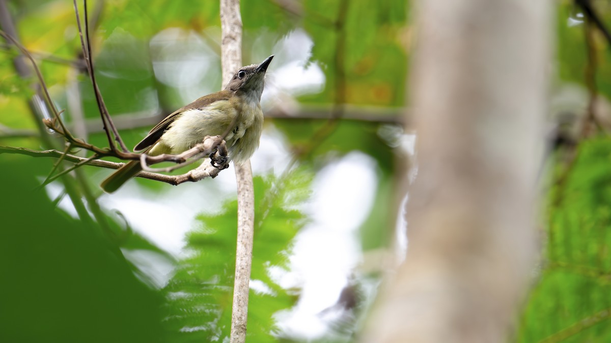 Gray Whistler - ML646341040