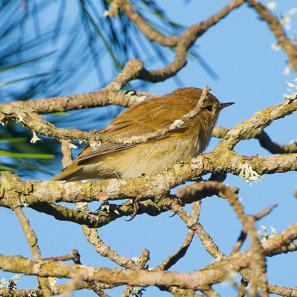 Common Chiffchaff - ML646341041