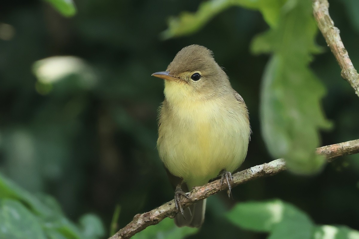Melodious Warbler - ML646341042