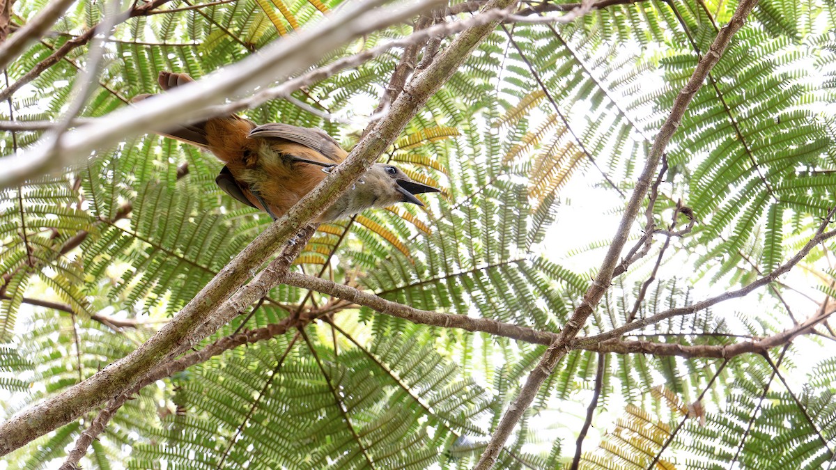 Raja Ampat Pitohui - ML646341043