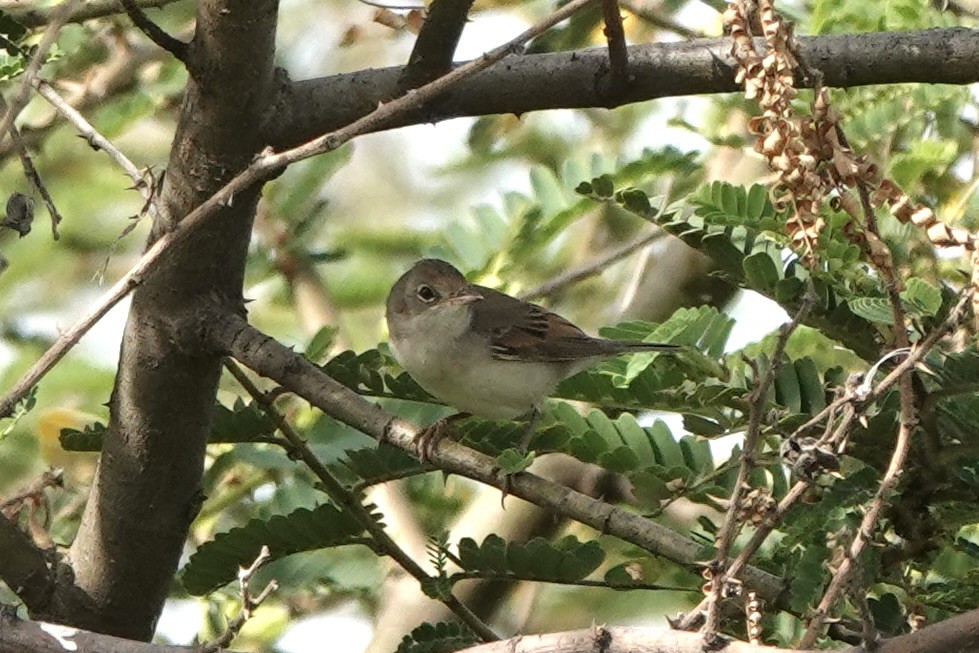 Rattling Cisticola - ML646341044