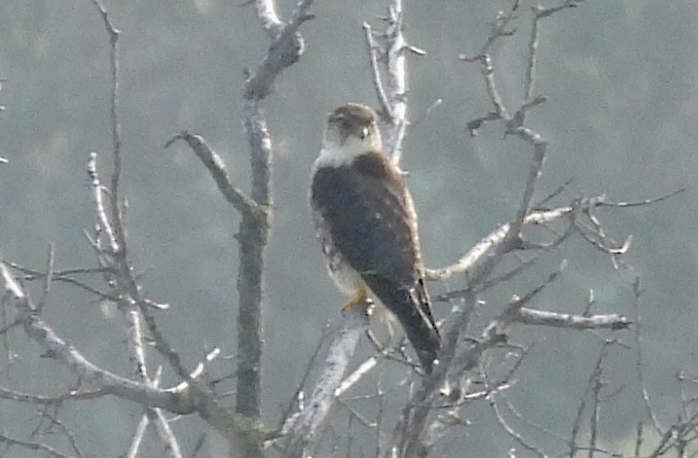 Merlin - ML646341045