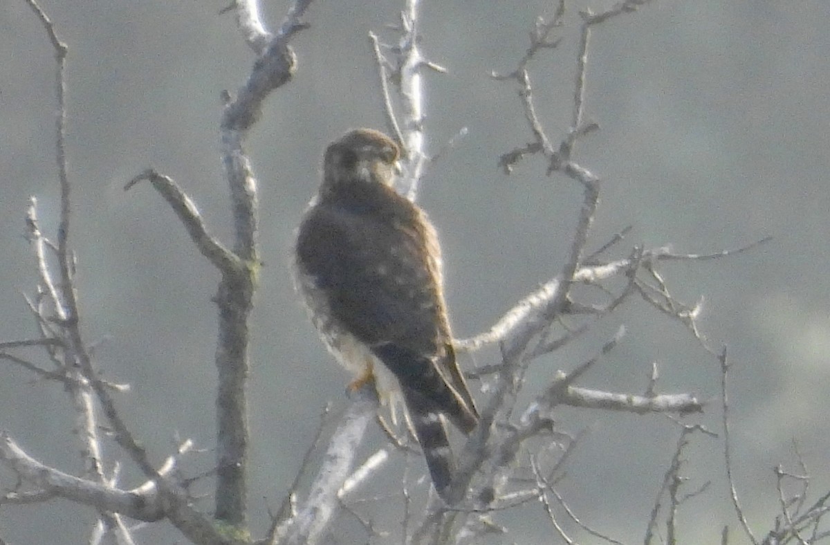 Merlin - ML646341046