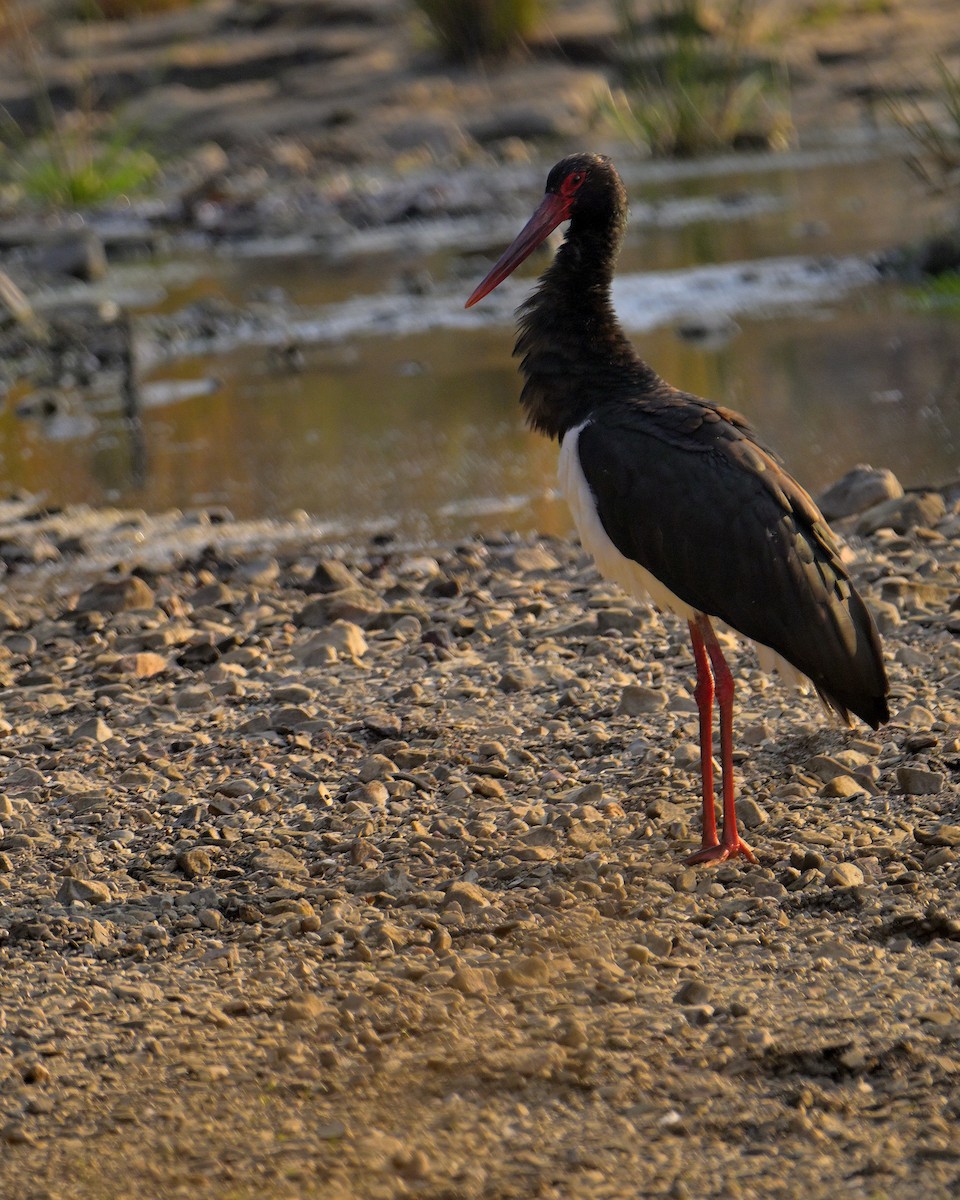 Black Stork - ML646341047