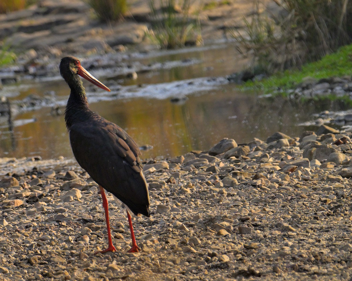Black Stork - ML646341048