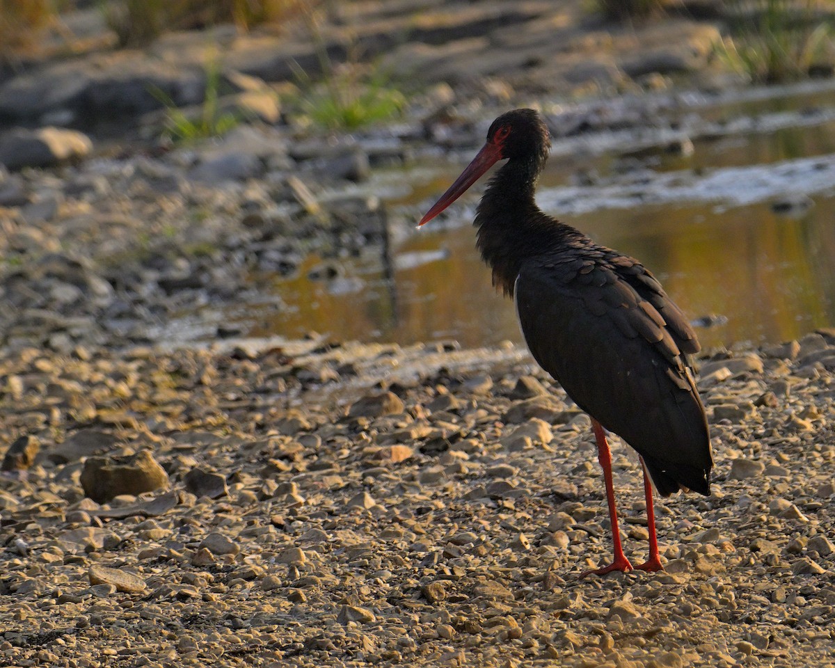 Black Stork - ML646341049