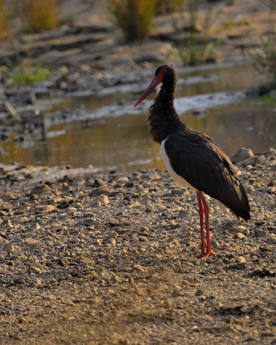 Black Stork - ML646341050