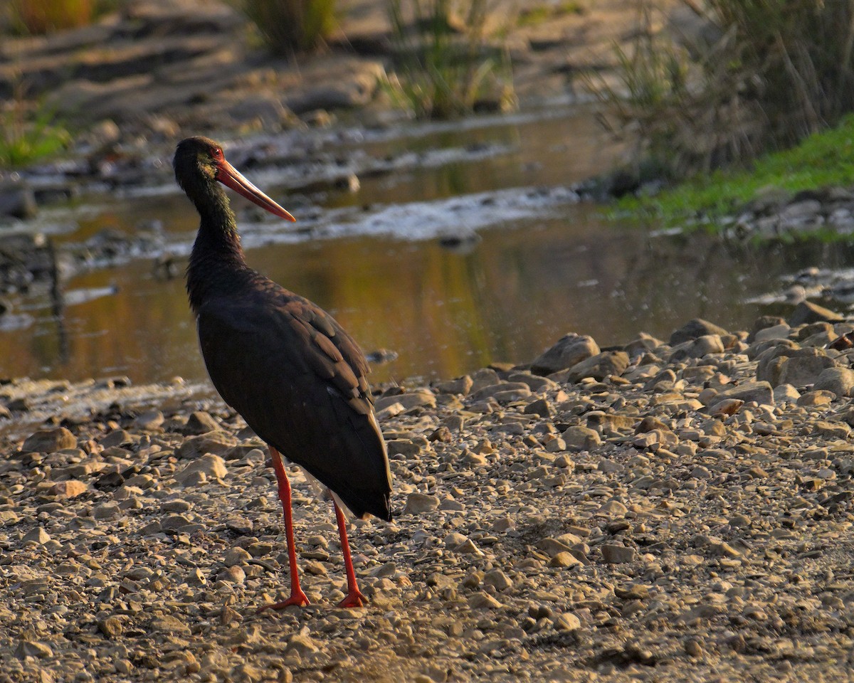Black Stork - ML646341051