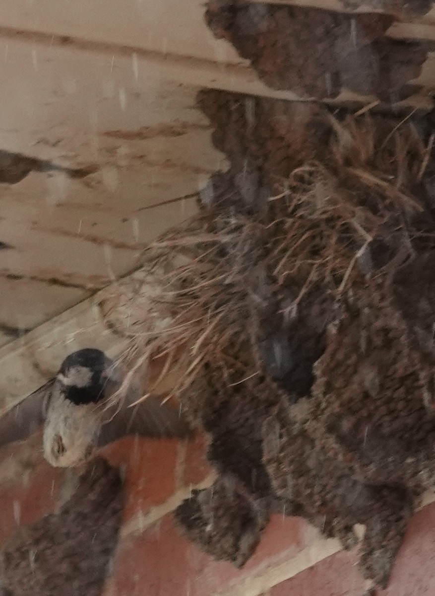 House Sparrow - ML646341052