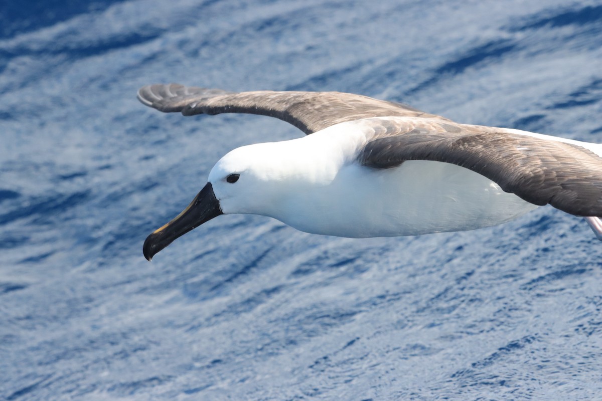 Indian Yellow-nosed Albatross - ML646341053